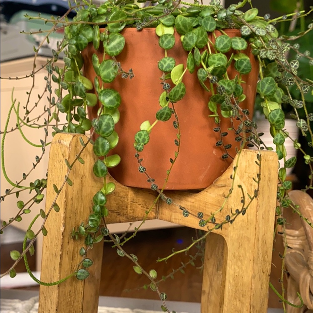 COPY - COPY - COPY - Reserved String on turtles